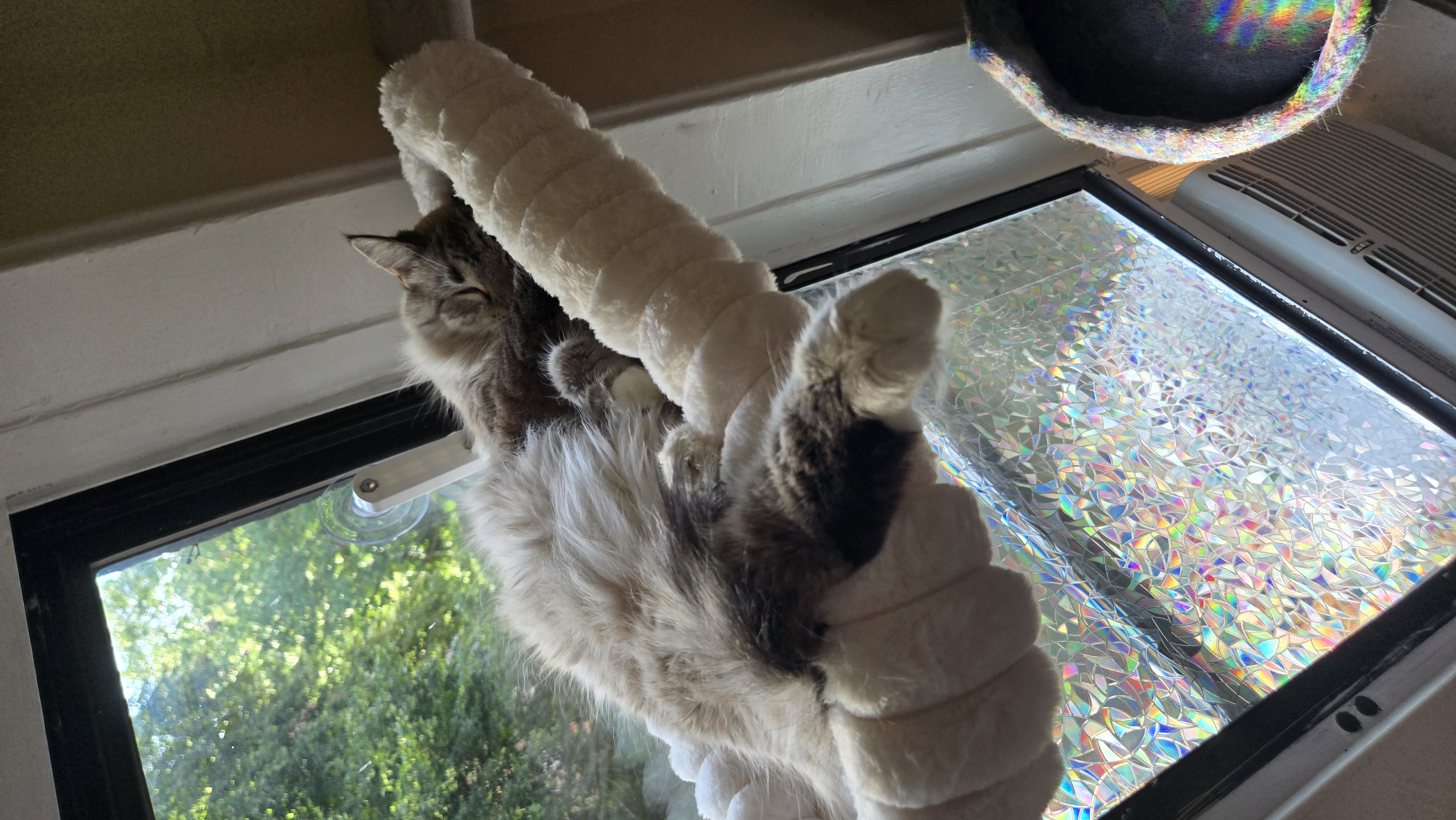 Ivy napping on her window perch